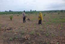 Bhabinkamtibmas Polsek Pasangkayu Bersama Warga Sulap Lahan Kosong Jadi Kebun Jagung Produktif