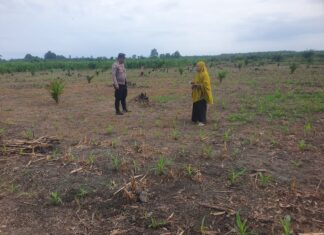 Bhabinkamtibmas Polsek Pasangkayu Bersama Warga Sulap Lahan Kosong Jadi Kebun Jagung Produktif