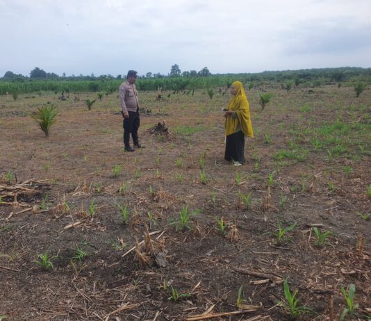 Bhabinkamtibmas Polsek Pasangkayu Bersama Warga Sulap Lahan Kosong Jadi Kebun Jagung Produktif