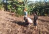Bhabinkamtibmas Polsek Sarudu Ajak Warga Manfaatkan Lahan Kosong, Dukung Ketahanan Pangan Lewat Penanaman Jagung