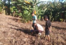 Bhabinkamtibmas Polsek Sarudu Ajak Warga Manfaatkan Lahan Kosong, Dukung Ketahanan Pangan Lewat Penanaman Jagung