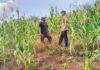 Sambang Ke Petani Jagung, Polsek Baras Dukung Ketahanan Pangan Masyarakat