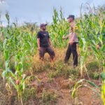 Sambang Ke Petani Jagung, Polsek Baras Dukung Ketahanan Pangan Masyarakat