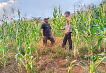 Sambang Ke Petani Jagung, Polsek Baras Dukung Ketahanan Pangan Masyarakat