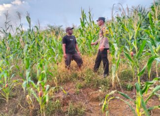 Sambang Ke Petani Jagung, Polsek Baras Dukung Ketahanan Pangan Masyarakat