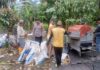 Bhabinkamtibmas Polsek Bambalamotu Panen Jagung Kelompok Tani di Desa Bambaira