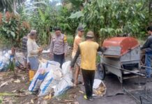 Bhabinkamtibmas Polsek Bambalamotu Panen Jagung Kelompok Tani di Desa Bambaira