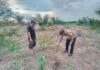 Bhabinkamtibmas Polsek Baras Sambangi Petani Jagung, Wujud Dukungan Polri terhadap Ketahanan Pangan di Desa Motu