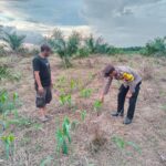 Bhabinkamtibmas Polsek Baras Sambangi Petani Jagung, Wujud Dukungan Polri terhadap Ketahanan Pangan di Desa Motu