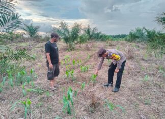 Bhabinkamtibmas Polsek Baras Sambangi Petani Jagung, Wujud Dukungan Polri terhadap Ketahanan Pangan di Desa Motu