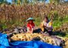 Polri Dorong Ketahanan Pangan, Panen Jagung Binaan di Desa Sarudu Hasilkan 1 Ton Jagung