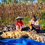 Polri Dorong Ketahanan Pangan, Panen Jagung Binaan di Desa Sarudu Hasilkan 1 Ton Jagung