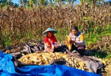 Polri Dorong Ketahanan Pangan, Panen Jagung Binaan di Desa Sarudu Hasilkan 1 Ton Jagung