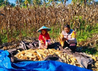 Polri Dorong Ketahanan Pangan, Panen Jagung Binaan di Desa Sarudu Hasilkan 1 Ton Jagung