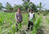 Dukung Ketahanan Pangan Nasional, Bhabinkamtibmas Polsek Sarudu Pantau Perkembangan Tanaman Jagung