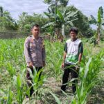 Dukung Ketahanan Pangan Nasional, Bhabinkamtibmas Polsek Sarudu Pantau Perkembangan Tanaman Jagung