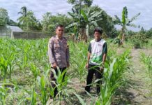 Dukung Ketahanan Pangan Nasional, Bhabinkamtibmas Polsek Sarudu Pantau Perkembangan Tanaman Jagung