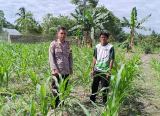Dukung Ketahanan Pangan Nasional, Bhabinkamtibmas Polsek Sarudu Pantau Perkembangan Tanaman Jagung