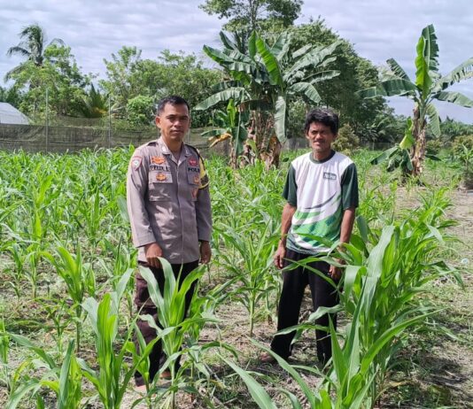 Dukung Ketahanan Pangan Nasional, Bhabinkamtibmas Polsek Sarudu Pantau Perkembangan Tanaman Jagung