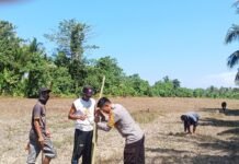 Dukung Ketahanan Pangan Nasional, Bhabinkamtibmas Polsek Bambalamotu Ajak Warga Manfaatkan Lahan Kosong untuk Budidaya Jagung