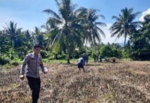 Bhabinkamtibmas Polsek Bambalamotu Ajak Warga Manfaatkan Lahan Kosong, Tanam Jagung untuk Dukung Ketahanan Pangan