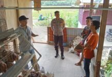 Bhabinkamtibmas Polsek Bambalamotu Sambangi Peternakan Ayam Petelur Warga, Dukung Ketahanan Pangan