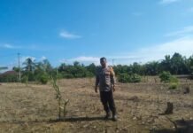 Dorong Ketahanan Pangan, Polsek Sarudu Laksanakan Penanaman Jagung Di Desa Taranggi