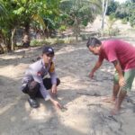 Dukung Ketahanan Pangan, Bhabinkamtibmas Polsek Pasangkayu Pantau Perkembangan Tanaman Jagung Warga