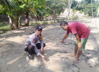 Dukung Ketahanan Pangan, Bhabinkamtibmas Polsek Pasangkayu Pantau Perkembangan Tanaman Jagung Warga