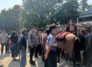 Bhabinkamtibmas Polsek Bambalamotu Amankan Acara Adat Mandar “Sayyang Pattuddu”
