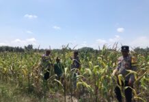 Bhabinkamtibmas Polsek Pasangkayu Pantau Jagung Warga, Siap Dipanen Akhir Agustus