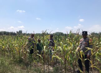 Bhabinkamtibmas Polsek Pasangkayu Pantau Jagung Warga, Siap Dipanen Akhir Agustus