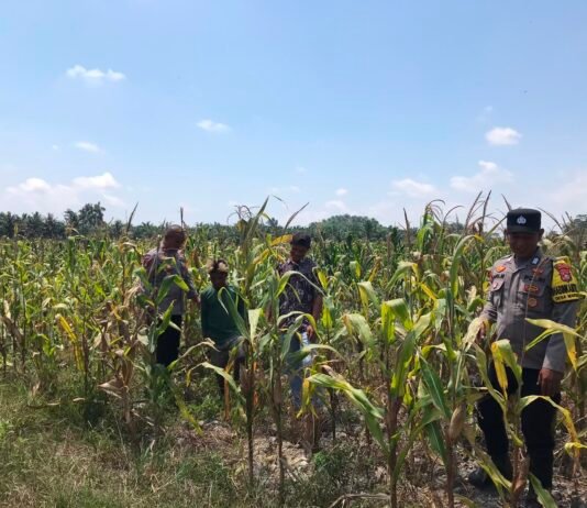 Bhabinkamtibmas Polsek Pasangkayu Pantau Jagung Warga, Siap Dipanen Akhir Agustus