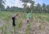 Wakapolsek Bambalamotu Pantau Tanaman Jagung Warga, Pastikan Persiapan Panen Berjalan Lancar