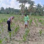 Wakapolsek Bambalamotu Pantau Tanaman Jagung Warga, Pastikan Persiapan Panen Berjalan Lancar