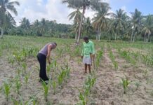 Wakapolsek Bambalamotu Pantau Tanaman Jagung Warga, Pastikan Persiapan Panen Berjalan Lancar