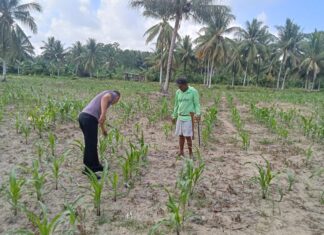 Wakapolsek Bambalamotu Pantau Tanaman Jagung Warga, Pastikan Persiapan Panen Berjalan Lancar