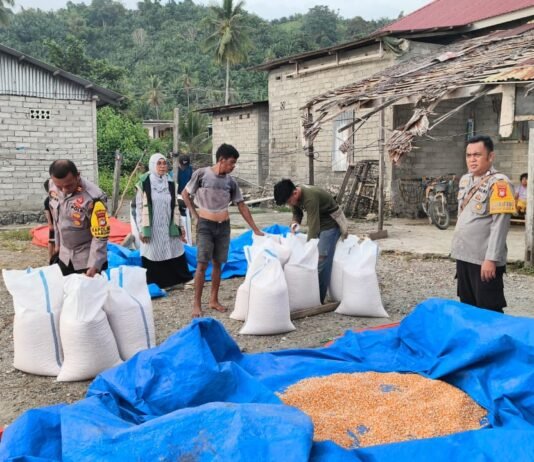Bhabinkamtibmas Polsek Sarudu Kawal Petani, 1,5 Ton Jagung Disalurkan ke Bulog