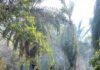 Bhabinkamtibmas Gerak Cepat Padamkan Kebakaran Lahan di Martajaya, Cegah Api Meluas ke Kebun Warga